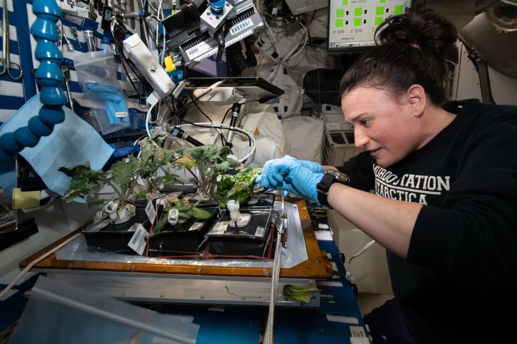 Blooming Oasis in Cosmos: NASA's Spectacular Space Garden Initiative